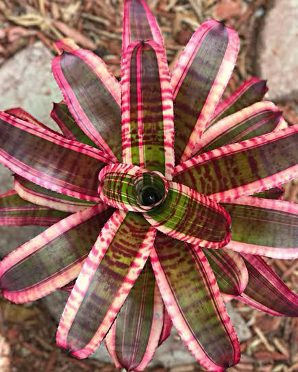 Neo Fruit Stripe - Bromelaids Southern Africa